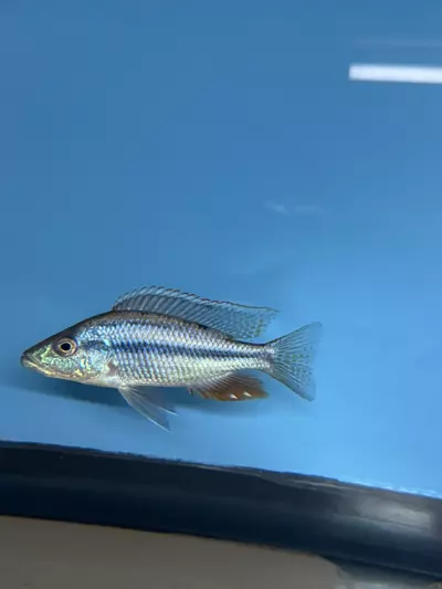 plant/Stragatus 5-6” (NOT EXACT FISH SAME QUALITY)-1-thumbnail