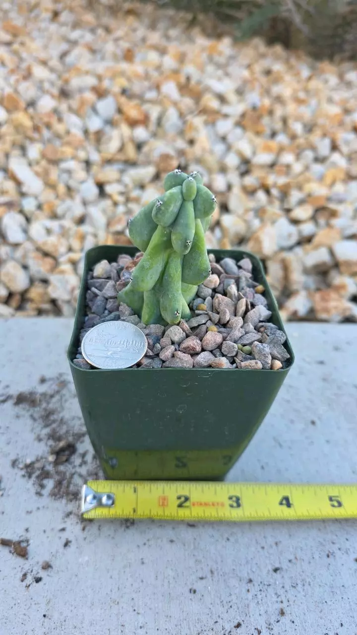 plant/Boobie Cactus - Myrtillocactus Geometrizans Fukurokuryuzinboku-0