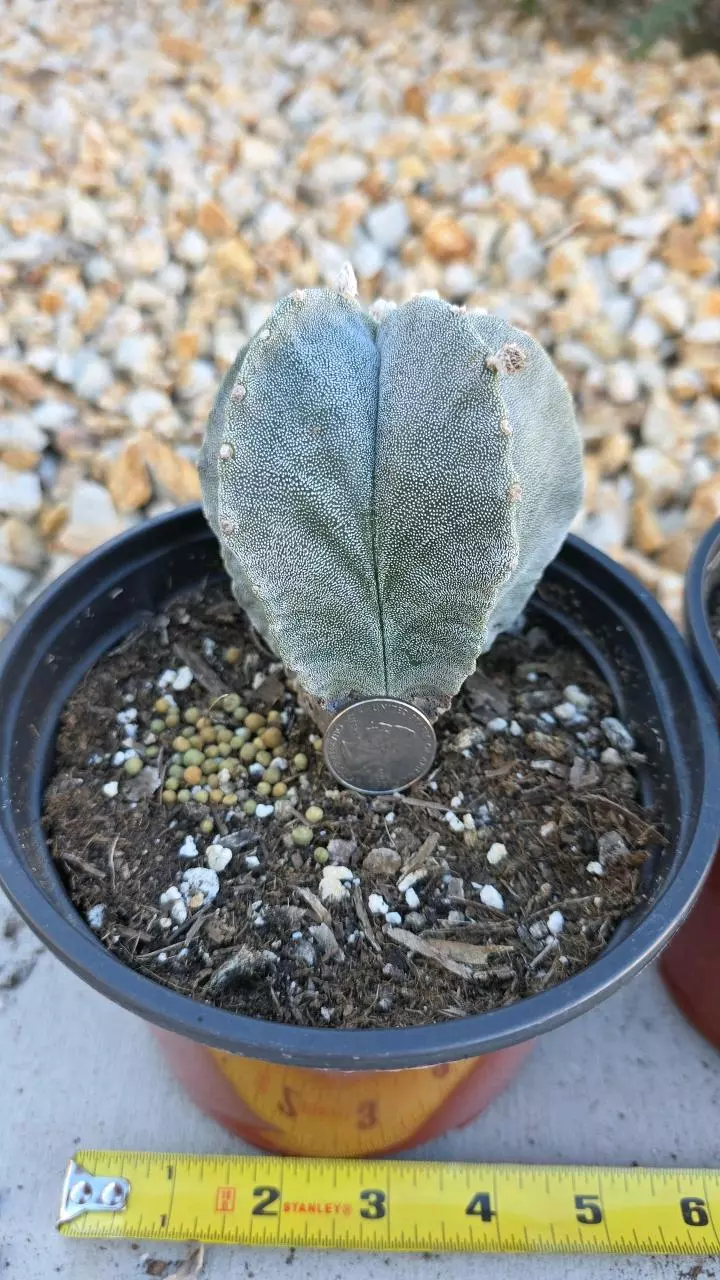 plant/Astrophytum Myriostigma (GC)-1