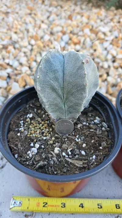 plant/Astrophytum Myriostigma (GC)-1-thumbnail