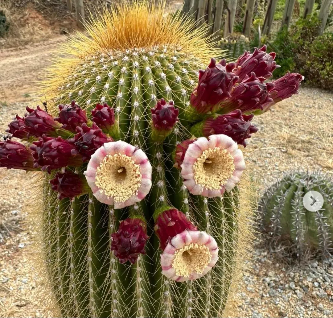 plant/Neobuxbaumia Polylopha-0