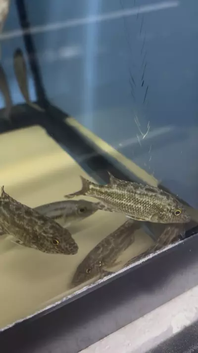 plant/Linni 3.5”+ (UNSEXED) RARE-2-thumbnail