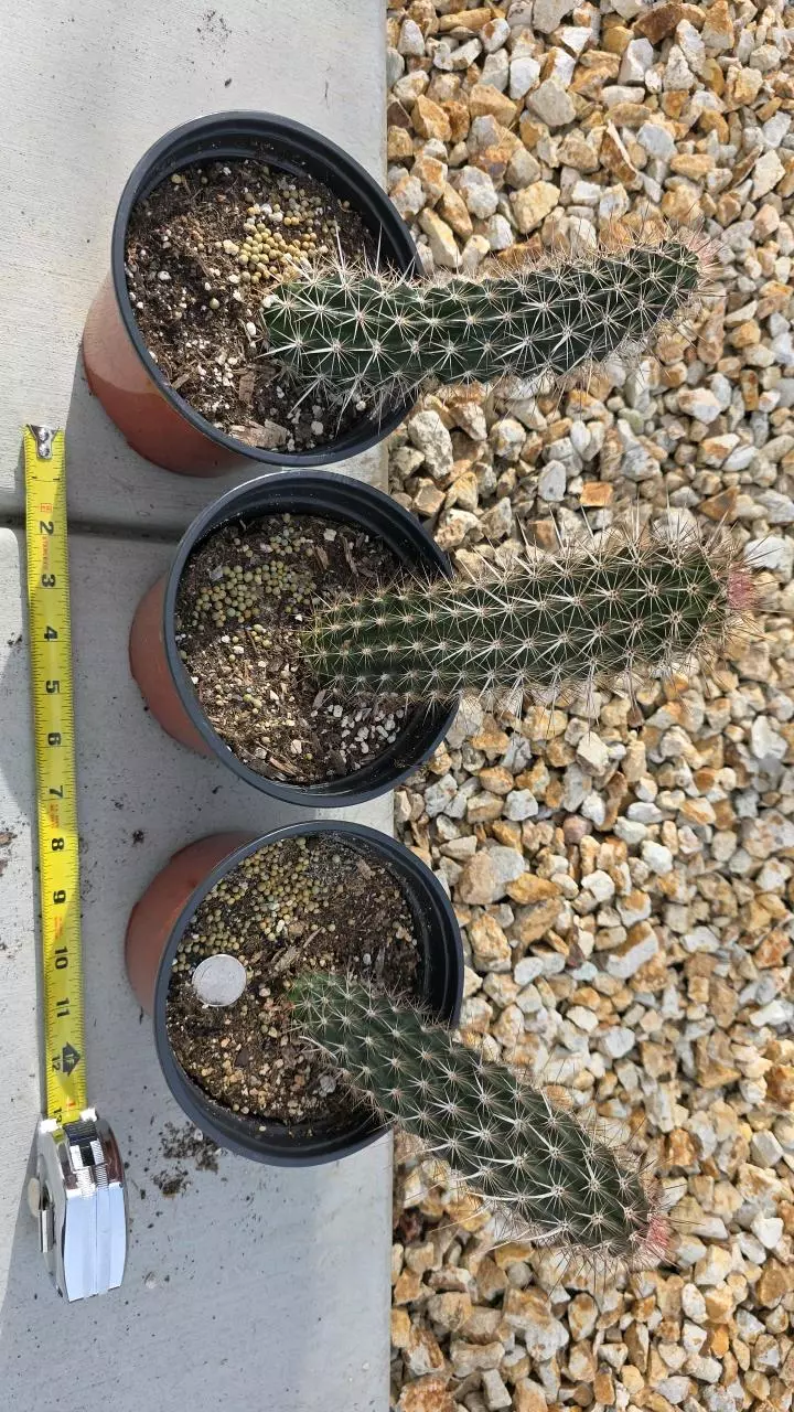 plant/Stenocereus Eruca (GC)-0