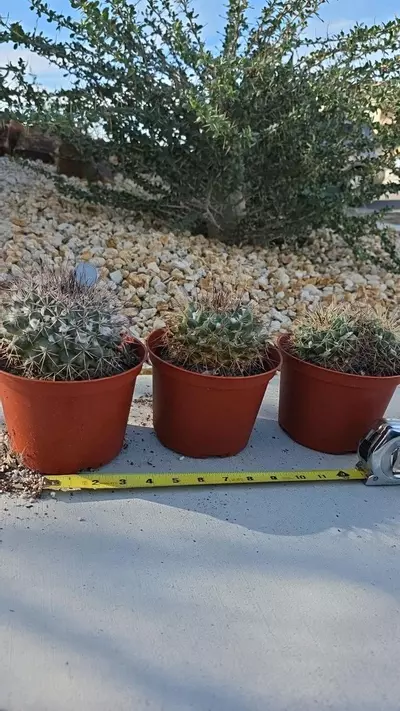 plant/mammillaria Melanocentra (GC)-4-thumbnail