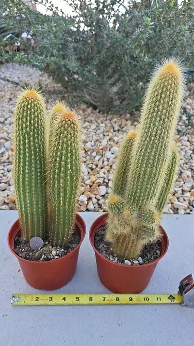 plant/Weberbaucereua Johnsonii AKA W. Winterianus (GC)-2-thumbnail