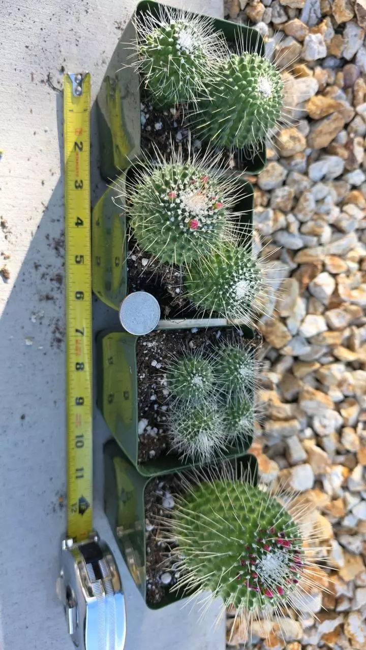 plant/Mammillaria spinosissima 'Un Pico' (GC)-0