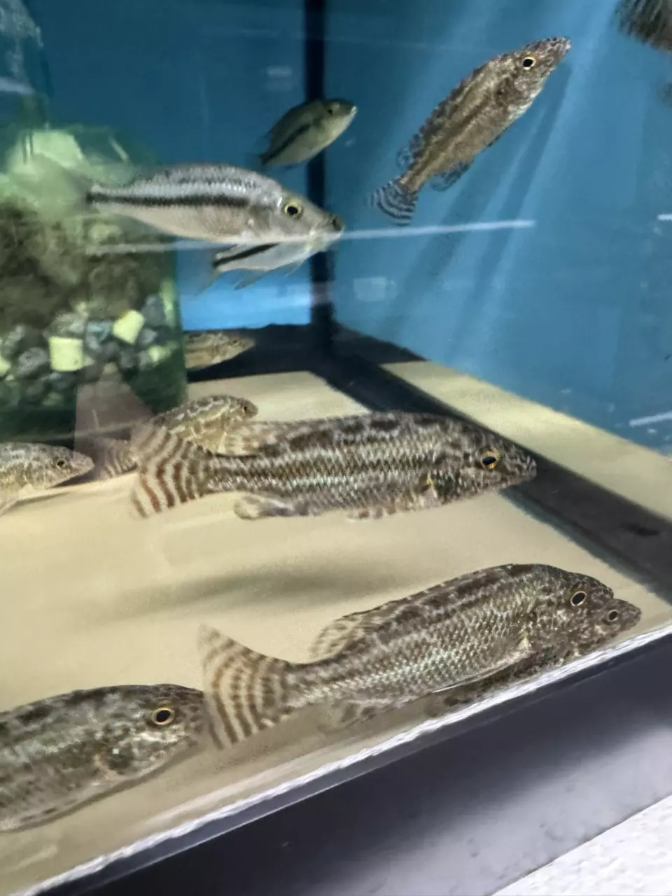 plant/Linni 3.5”+ (UNSEXED) RARE-0