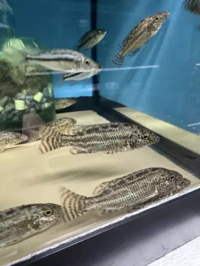 plant/Linni 3.5”+ (UNSEXED) RARE-0-thumbnail