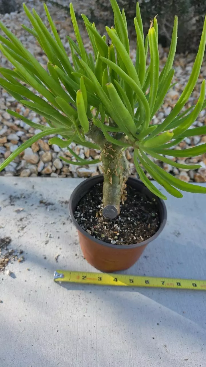 plant/Tylecodon Dinteri-0