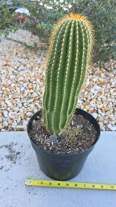 plant/Neobuxbaumia Polylopha-1-thumbnail