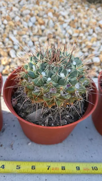 plant/mammillaria Melanocentra (GC)-2-thumbnail