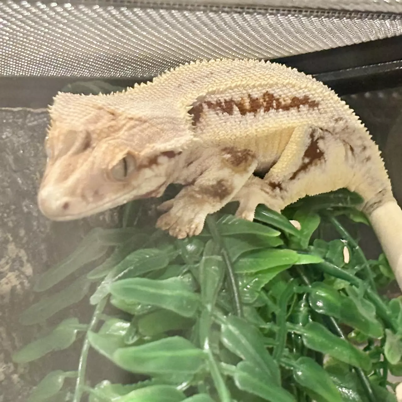 plant/Red Lilly White Female Crested Gecko-0