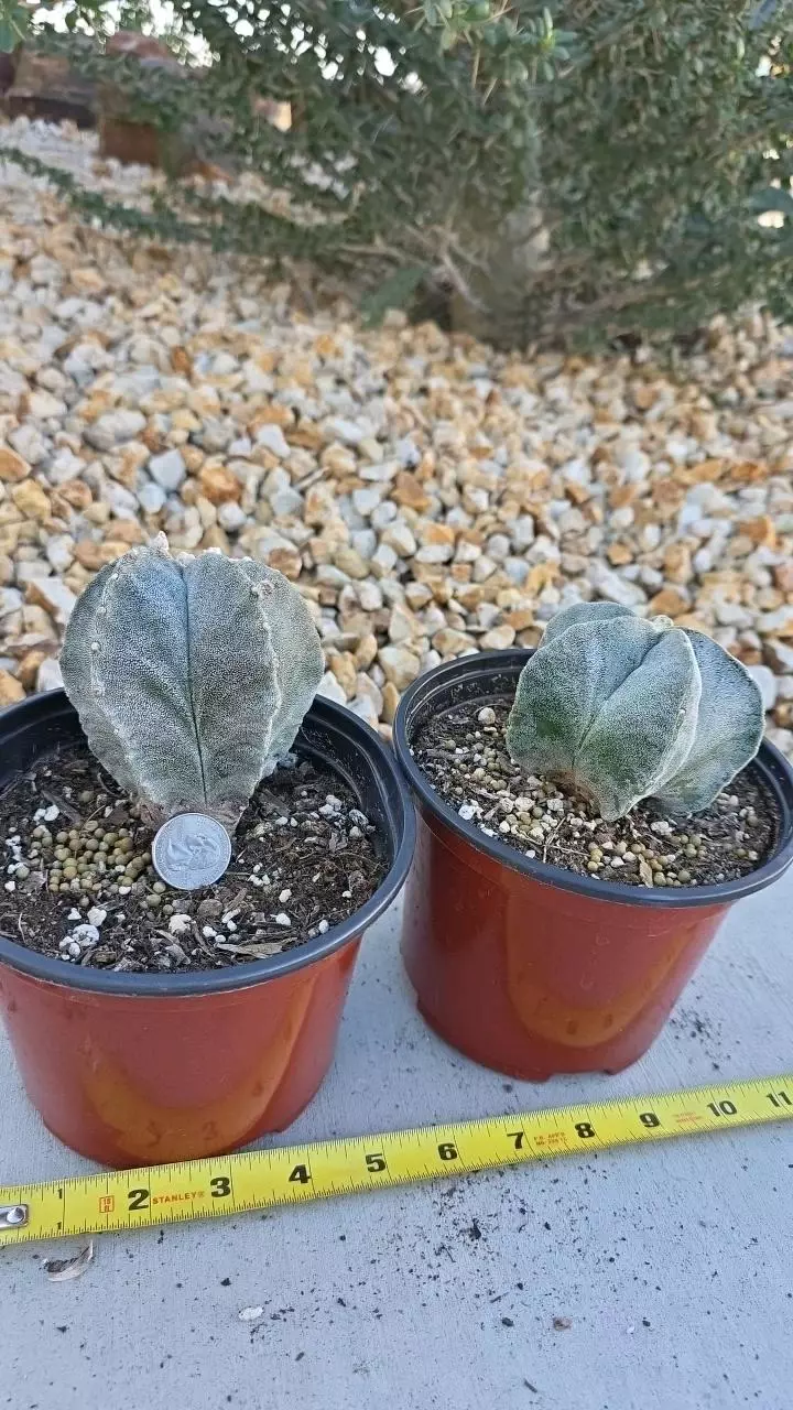 plant/Astrophytum Myriostigma (GC)-3
