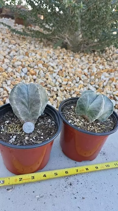 plant/Astrophytum Myriostigma (GC)-3-thumbnail