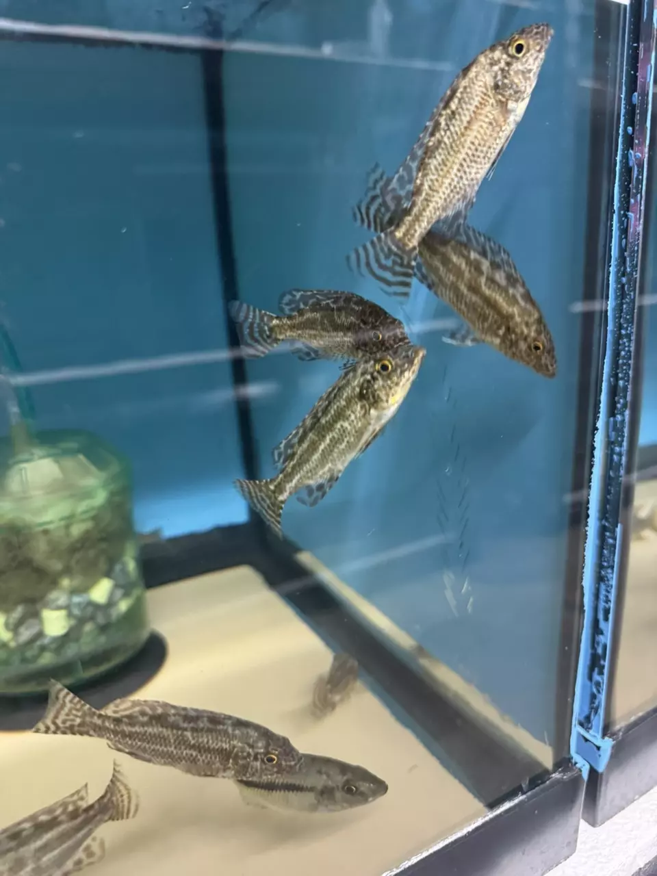 plant/Linni 3.5”+ (UNSEXED) RARE-1