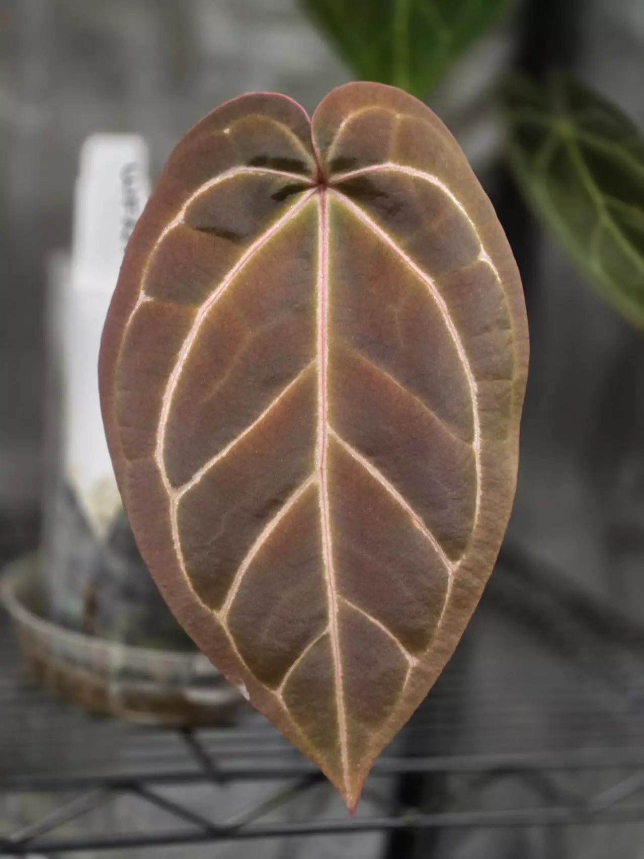 plant/WuHoo 1st Night x RC PM1-0