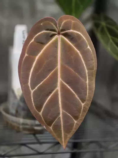 plant/WuHoo 1st Night x RC PM1-0-thumbnail