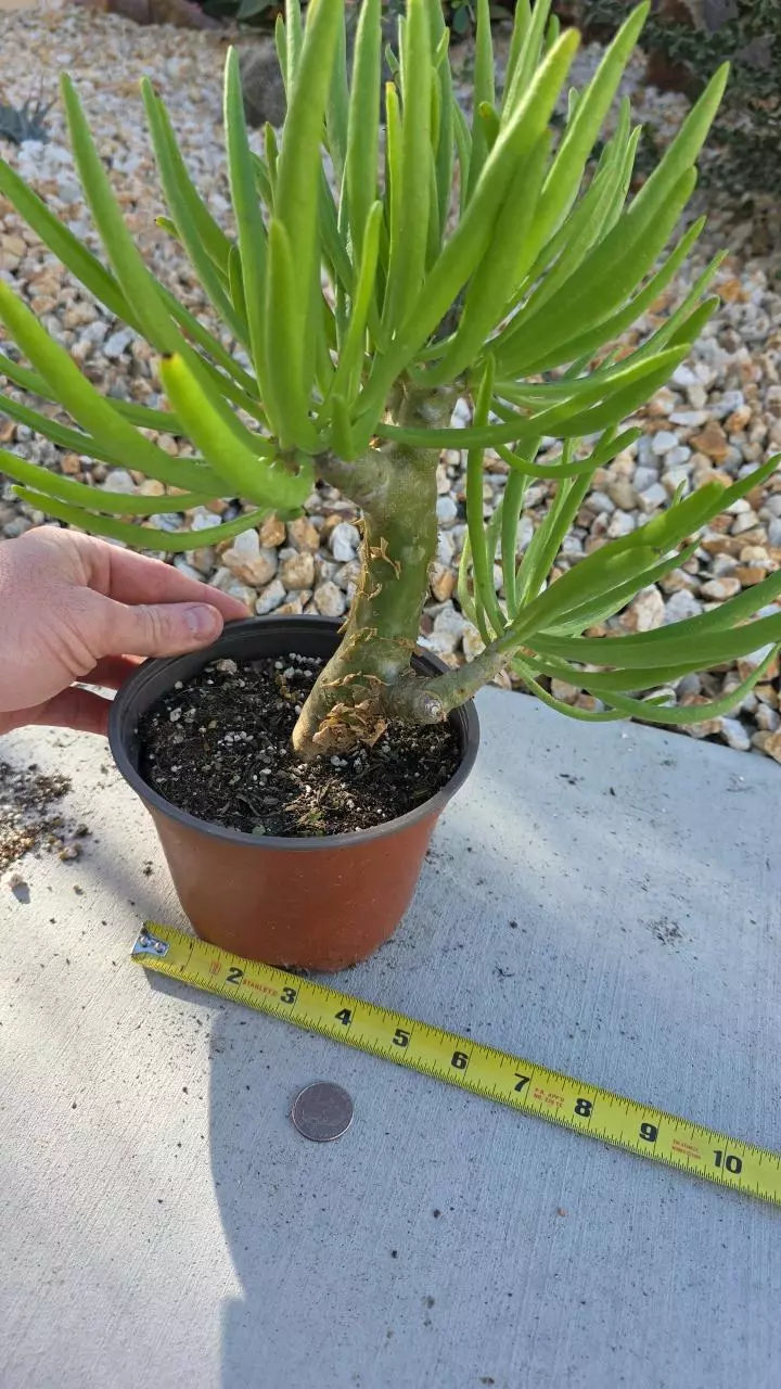 plant/Tylecodon Dinteri-1