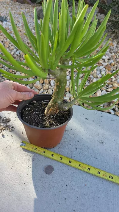 plant/Tylecodon Dinteri-1-thumbnail