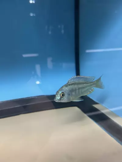 plant/Chilotilapia Rhoadessi 3.5”+ (NOT EXACT FISH SAME QUALITY)-1-thumbnail