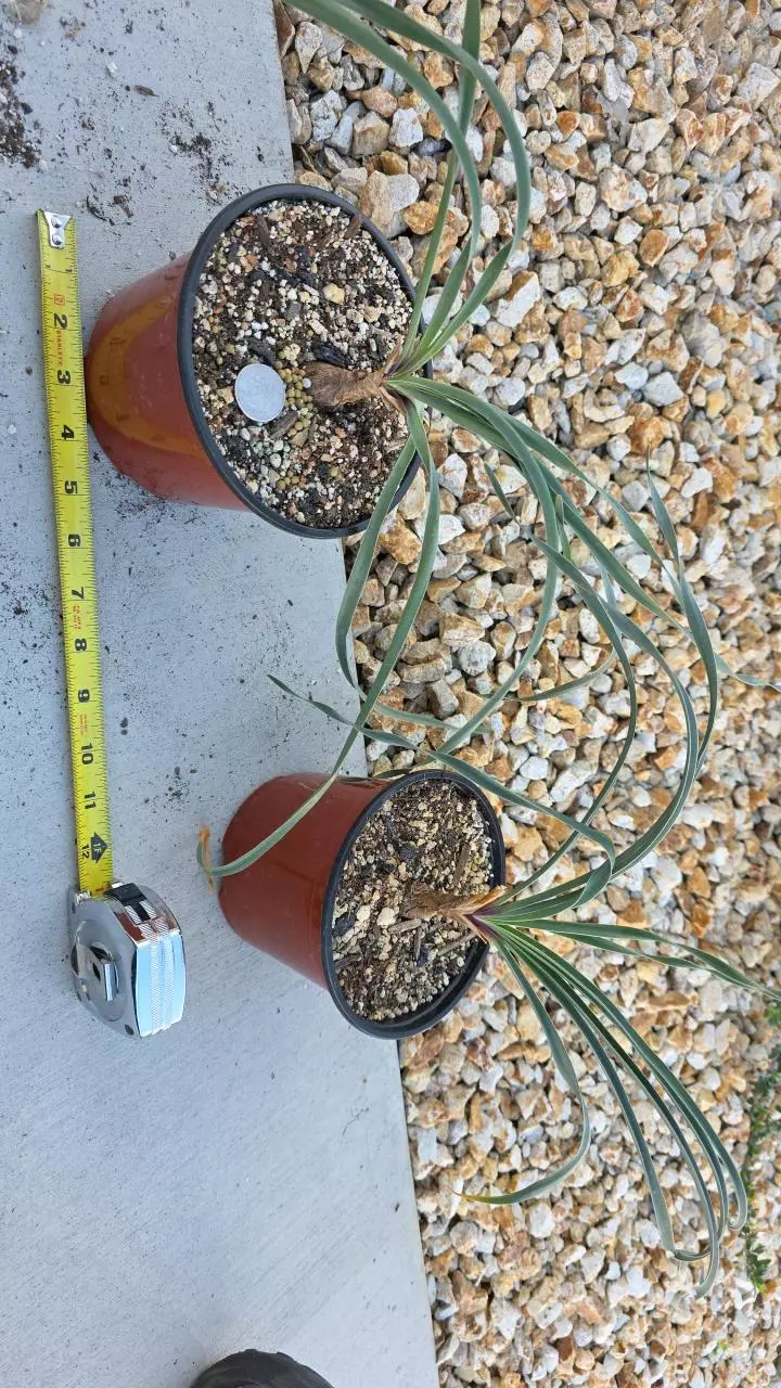 plant/Boophone Disticha (GC)-0