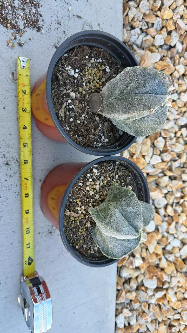 plant/Astrophytum Myriostigma (GC)-0