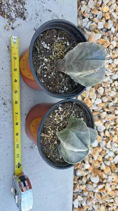 plant/Astrophytum Myriostigma (GC)-0-thumbnail