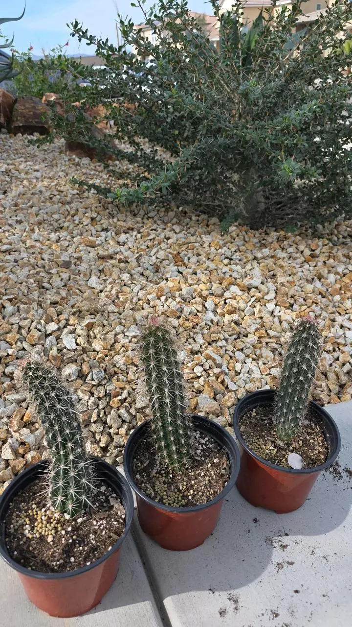 plant/Stenocereus Eruca (GC)-2