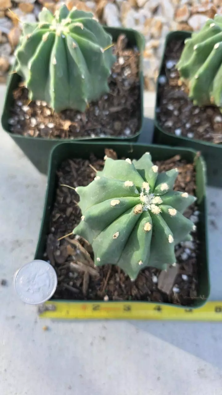 plant/Ferocactus Glaucens (Inermis) (GC)-1