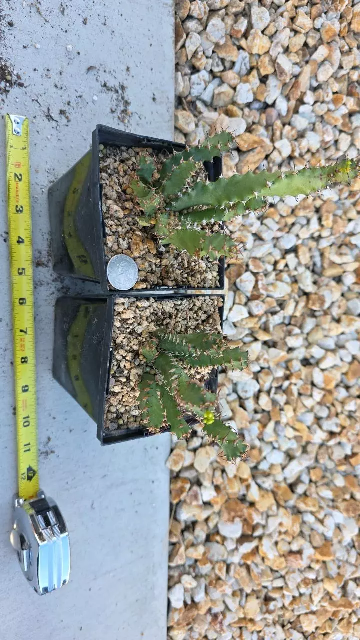 plant/Euphorbia Squarrossa (GC)-0