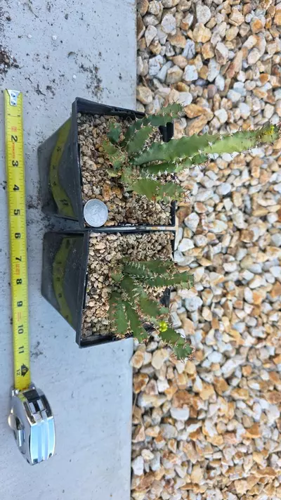 plant/Euphorbia Squarrossa (GC)-0-thumbnail