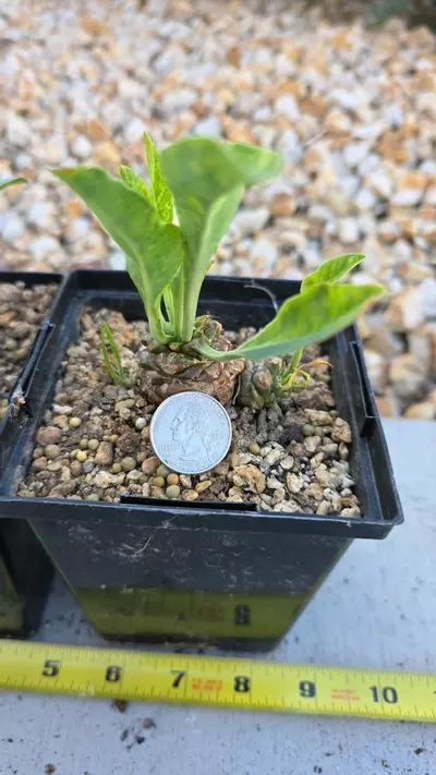 plant/Euphorbia Bupleurifolia (GC)-2-thumbnail