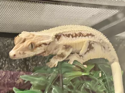plant/Red Lilly White Female Crested Gecko-1-thumbnail