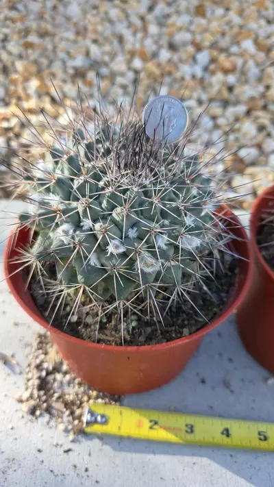 plant/mammillaria Melanocentra (GC)-1-thumbnail