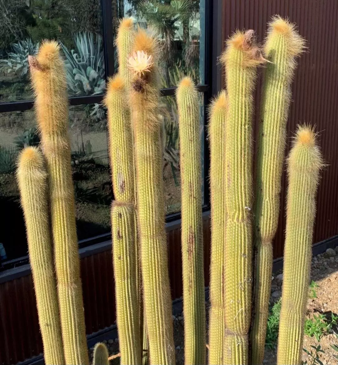 plant/Weberbaucereua Johnsonii AKA W. Winterianus (GC)-0