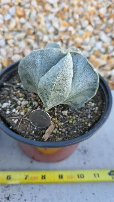 plant/Astrophytum Myriostigma (GC)-2-thumbnail