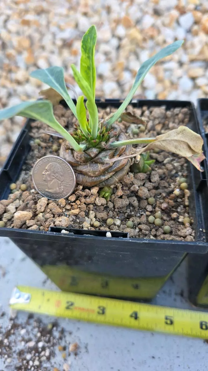 plant/Euphorbia Bupleurifolia (GC)-1