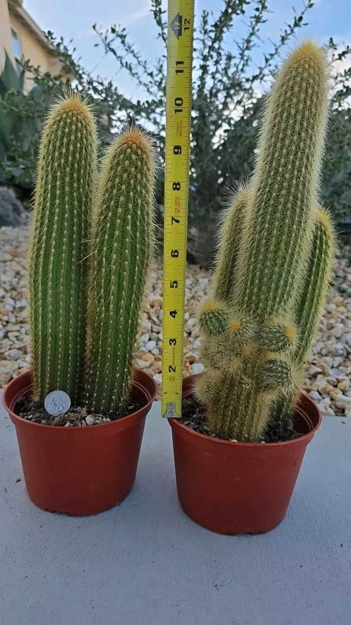 plant/Weberbaucereua Johnsonii AKA W. Winterianus (GC)-3