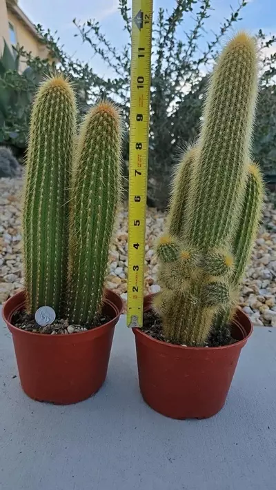 plant/Weberbaucereua Johnsonii AKA W. Winterianus (GC)-3-thumbnail