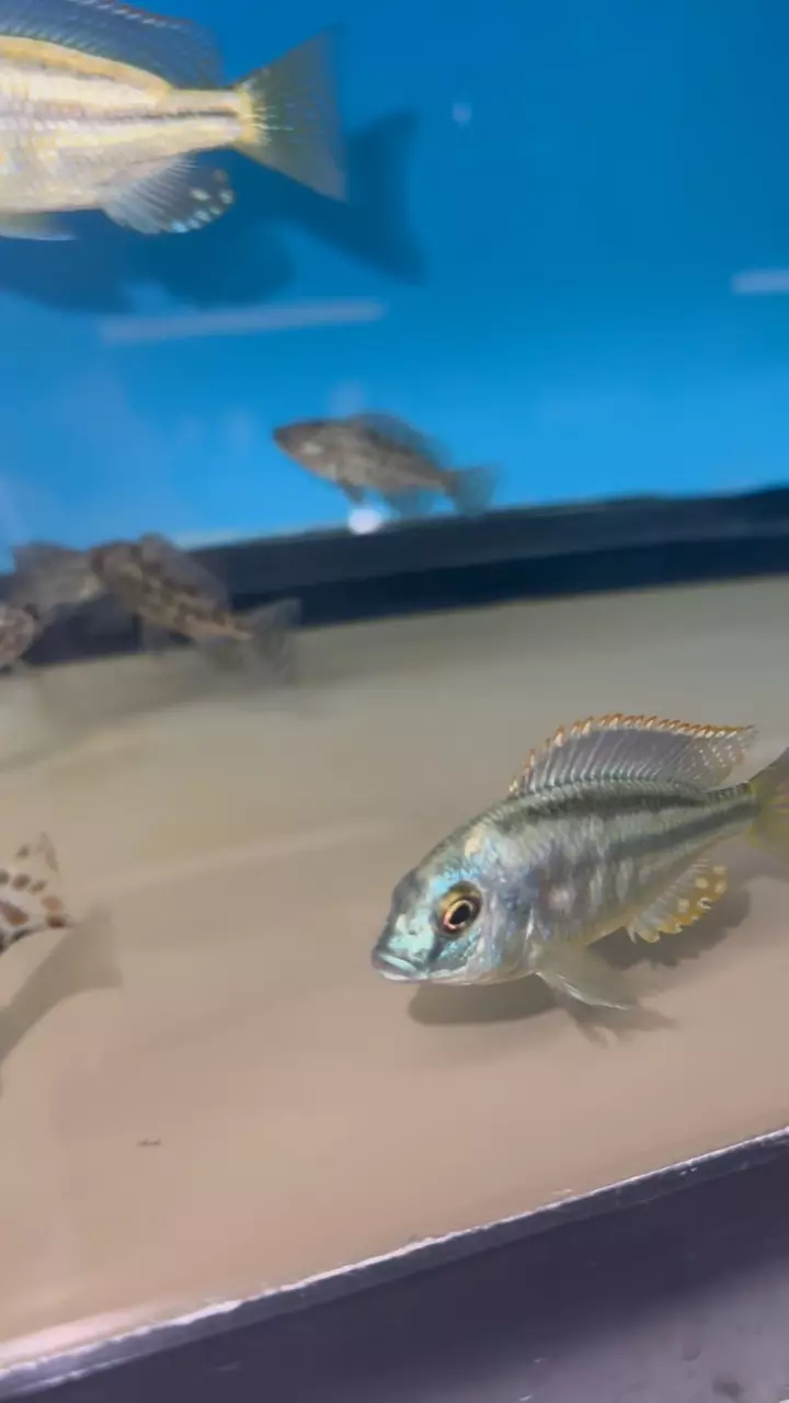 plant/Chilotilapia Rhoadessi 3.5”+ (NOT EXACT FISH SAME QUALITY)-2