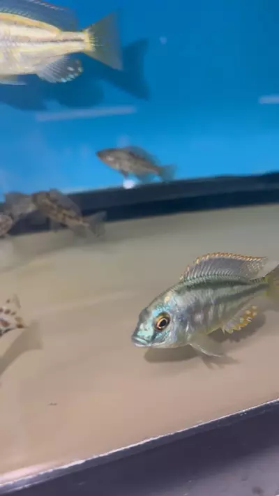 plant/Chilotilapia Rhoadessi 3.5”+ (NOT EXACT FISH SAME QUALITY)-2-thumbnail