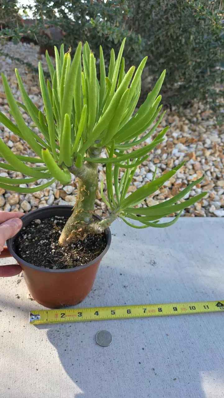 plant/Tylecodon Dinteri-2