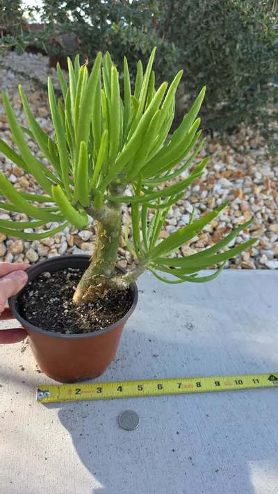 plant/Tylecodon Dinteri-2-thumbnail