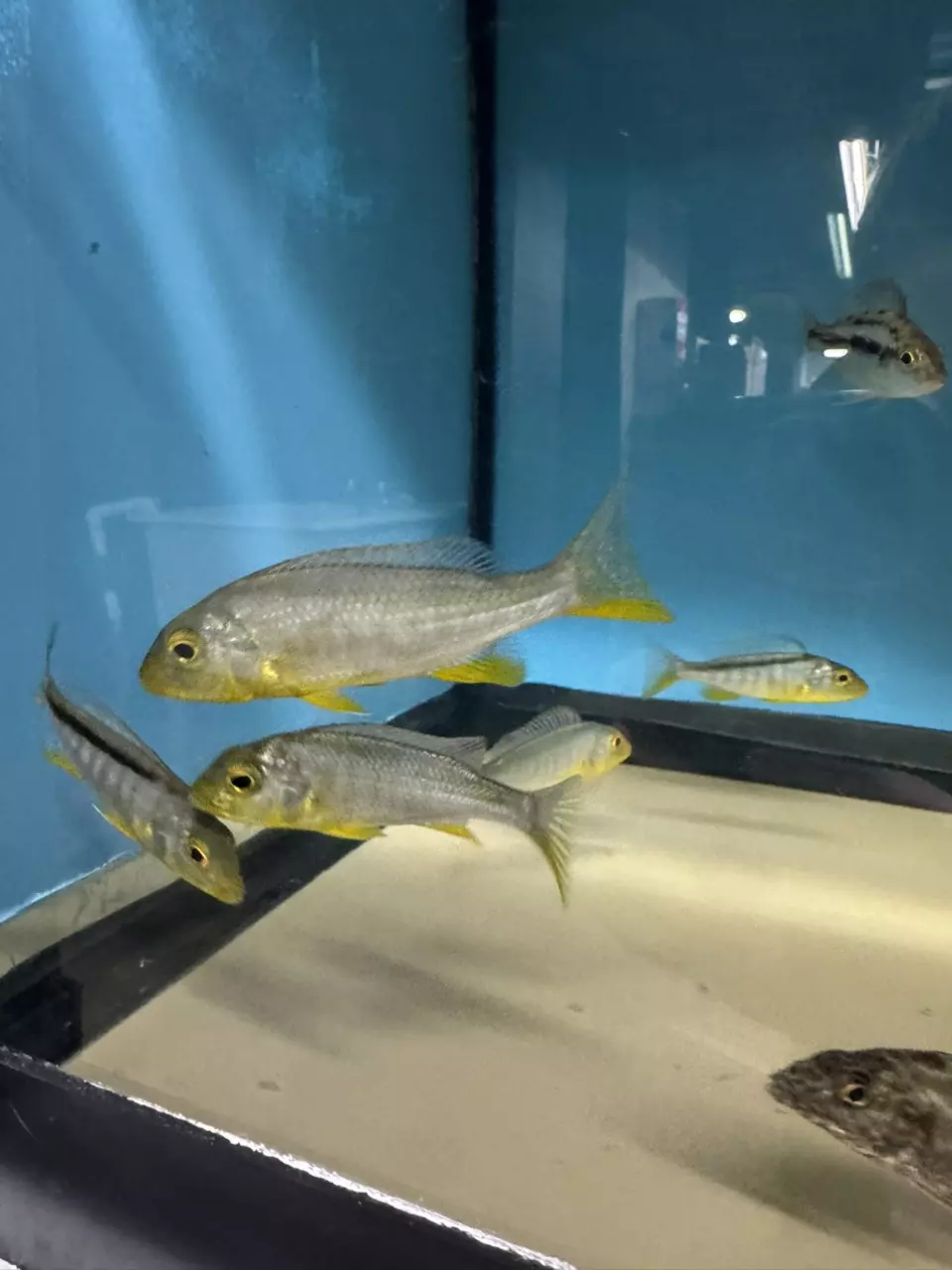 plant/Bucco Yellow 3”+ (UNSEXED)-0