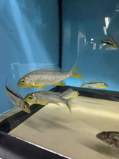 plant/Bucco Yellow 3”+ (UNSEXED)-0-thumbnail