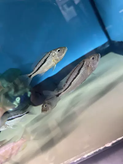 plant/Malawi hawk UNSEXED 3.5”+ (NOT EXACT FISH SAME QUALITY)-1-thumbnail