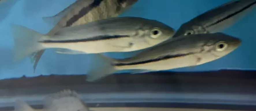 plant/Kwingie 3.75”+ (NOT EXACT FISH SAME QUALITY)-1