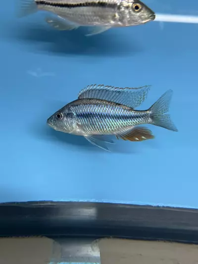 plant/Stragatus 5-6” (NOT EXACT FISH SAME QUALITY)-0-thumbnail