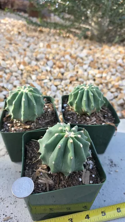 plant/Ferocactus Glaucens (Inermis) (GC)-2-thumbnail