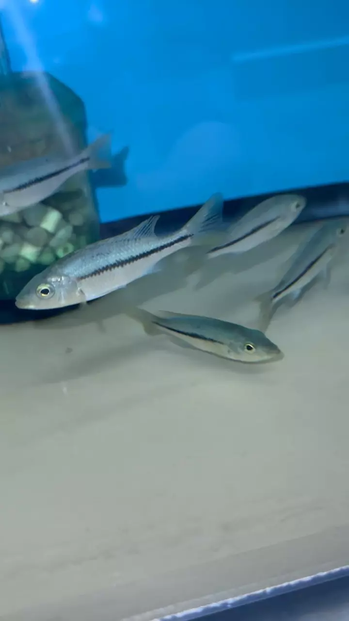 plant/Kwingie 3.75”+ (NOT EXACT FISH SAME QUALITY)-0